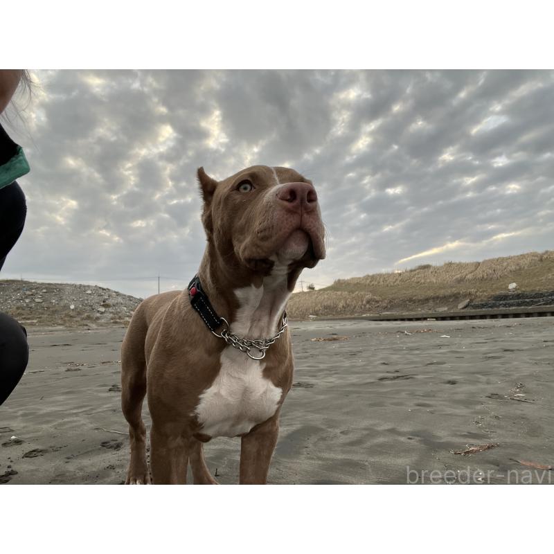 販売中の千葉県のアメリカンピットブルテリア-415778の8枚目