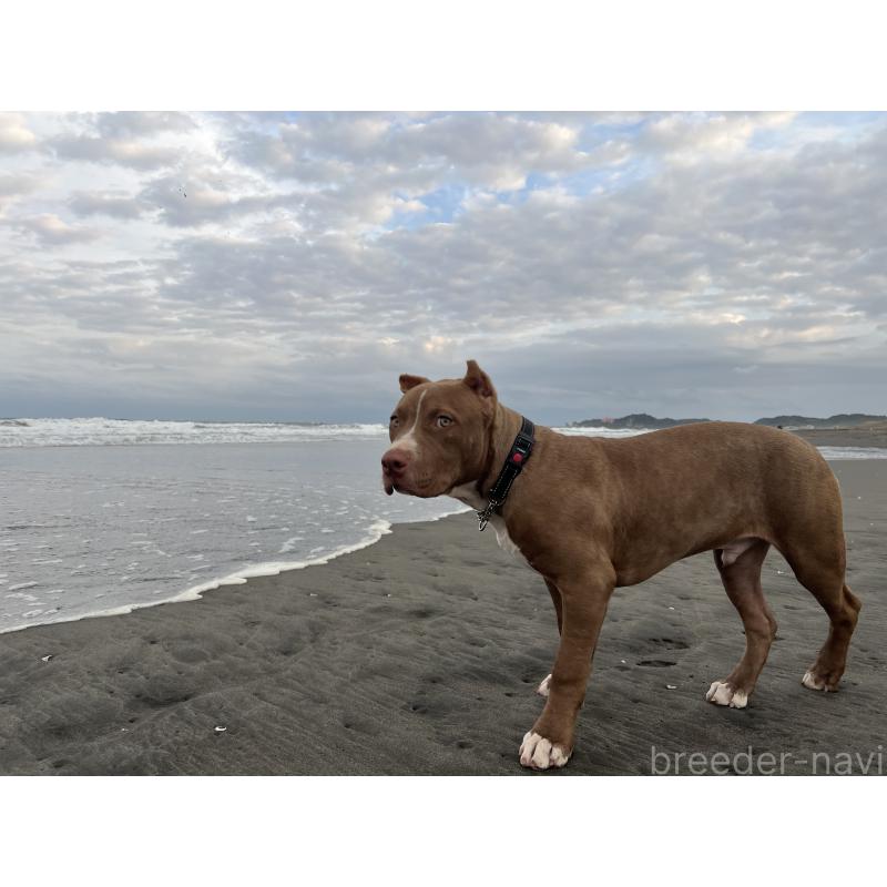 販売中の千葉県のアメリカンピットブルテリア-415778の7枚目