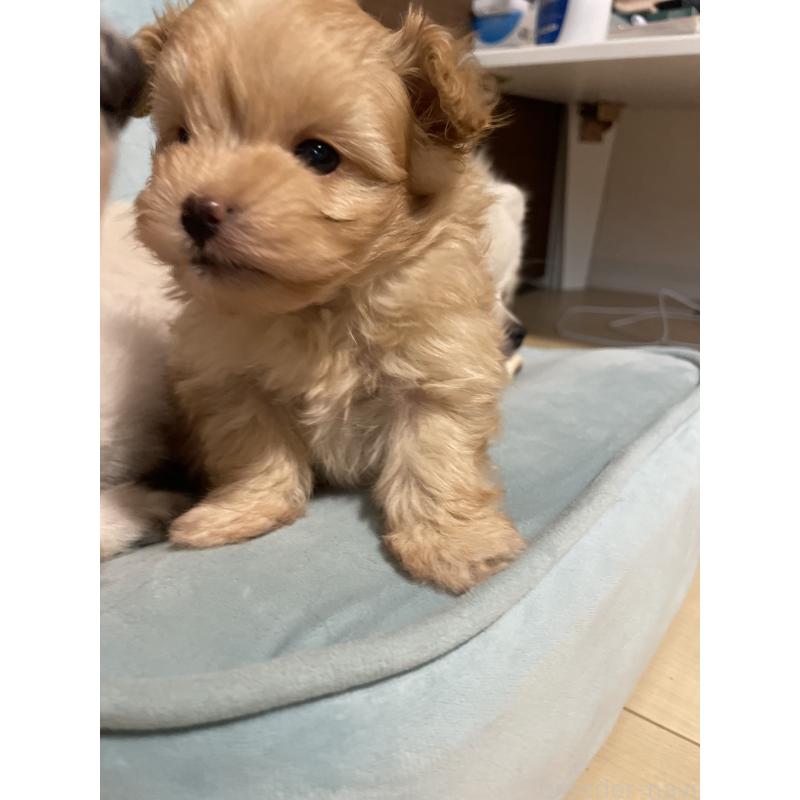 販売中の千葉県のポメプー:ポメラニアン×トイプードル-426105の3枚目