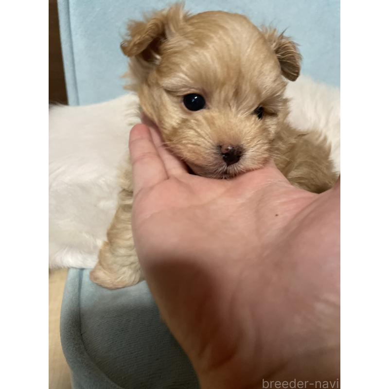 販売中の千葉県のポメプー:ポメラニアン×トイプードル-426105の2枚目
