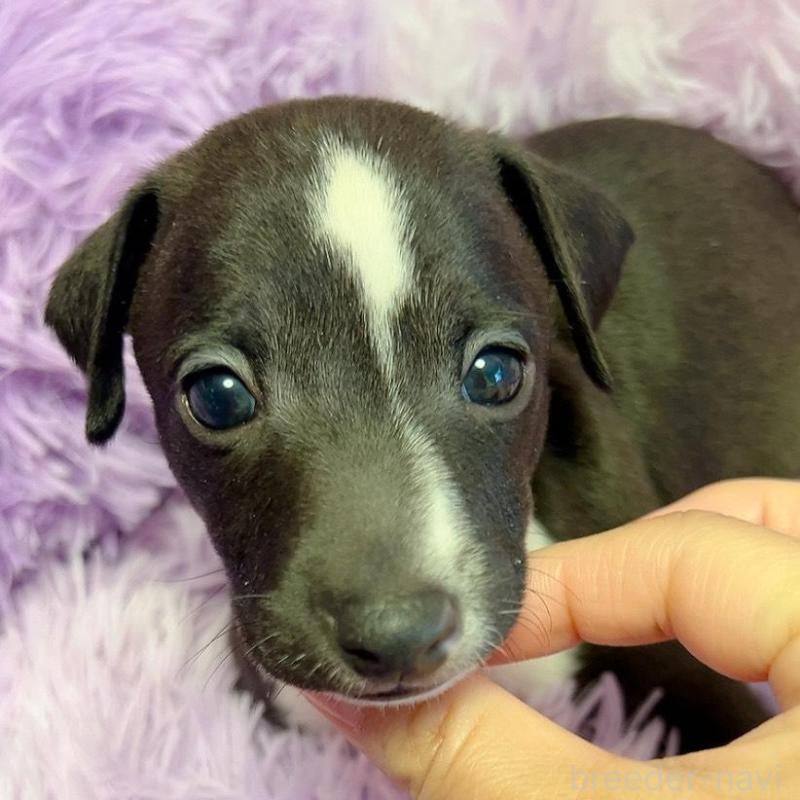 販売中の千葉県のイタリアングレーハウンド(イタグレ)-426104の1枚目