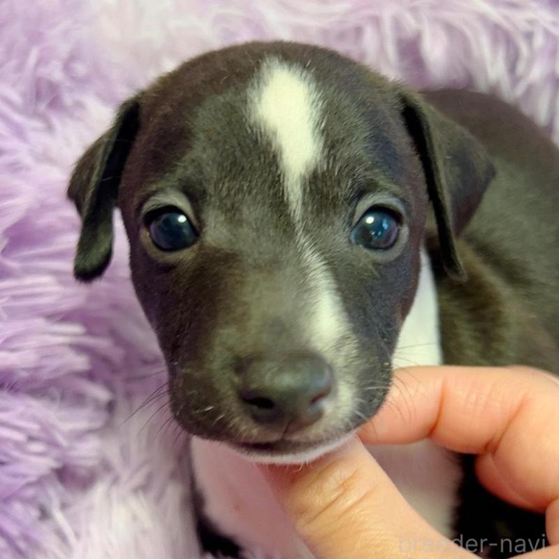 販売中の千葉県のイタリアングレーハウンド(イタグレ)-426104の3枚目