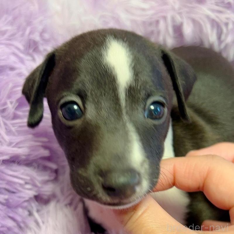 販売中の千葉県のイタリアングレーハウンド(イタグレ)-426104の2枚目