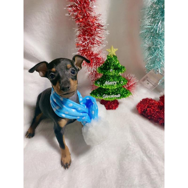 販売中の千葉県のトイマンチェスターテリア-416907の2枚目