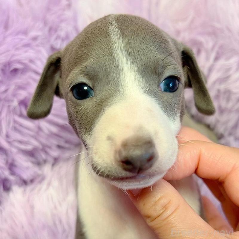 販売中の千葉県のイタリアングレーハウンド(イタグレ)-426106の4枚目