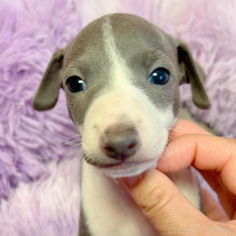 販売中の千葉県のイタリアングレーハウンド(イタグレ)-426106の3枚目