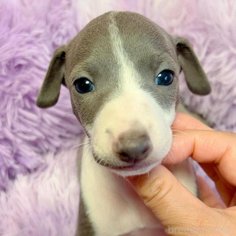 販売中の千葉県のイタリアングレーハウンド(イタグレ)-426106