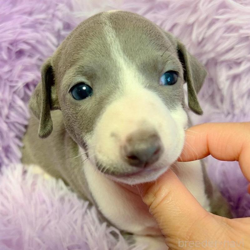 販売中の千葉県のイタリアングレーハウンド(イタグレ)-426106の2枚目