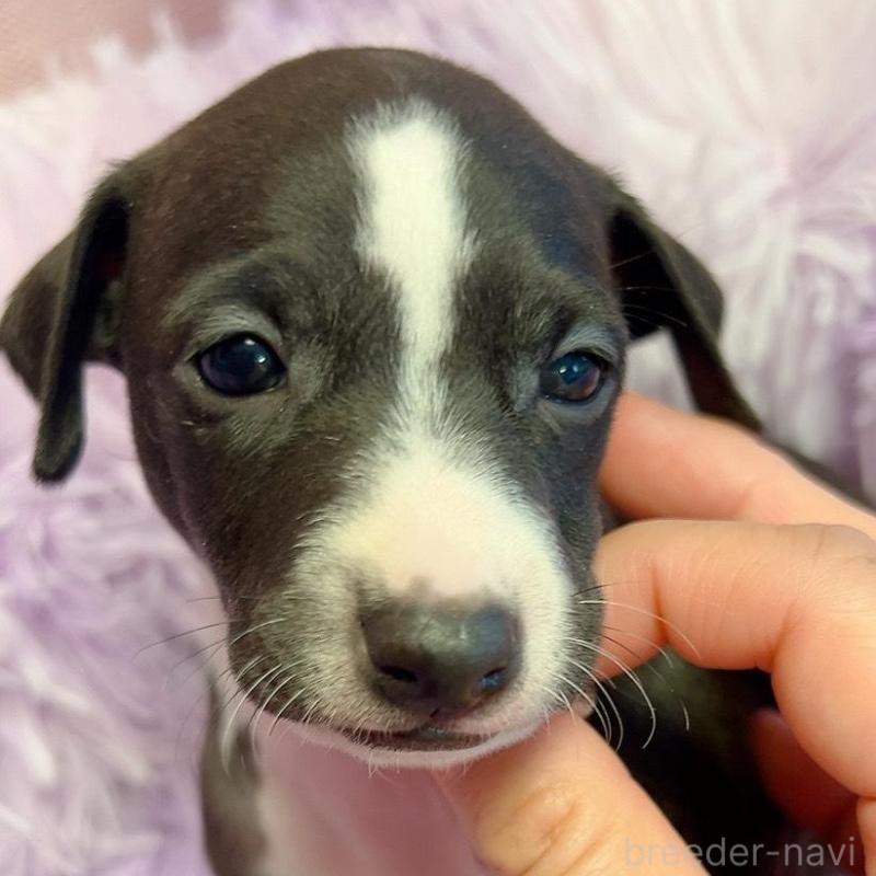 販売中の千葉県のイタリアングレーハウンド(イタグレ)-426107の4枚目