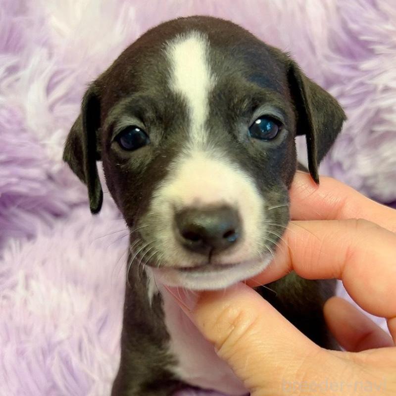 販売中の千葉県のイタリアングレーハウンド(イタグレ)-426107