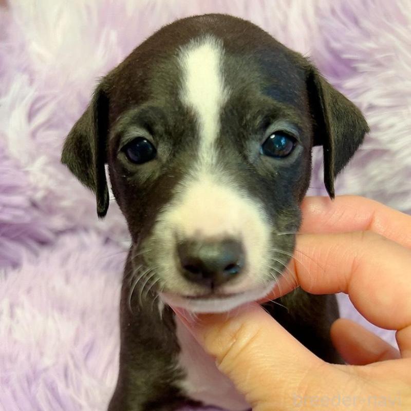 販売中の千葉県のイタリアングレーハウンド(イタグレ)-426107の3枚目