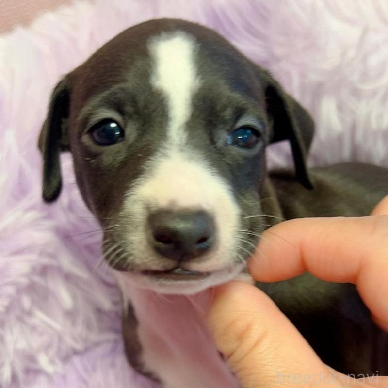 販売中の千葉県のイタリアングレーハウンド(イタグレ)-426107の2枚目