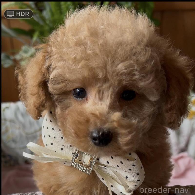 販売中の鹿児島県のトイプードル-426109の4枚目