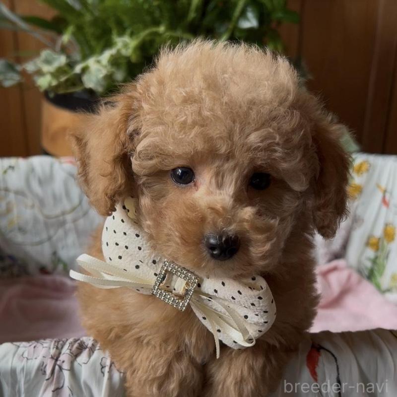 販売中の鹿児島県のトイプードル-426109の3枚目