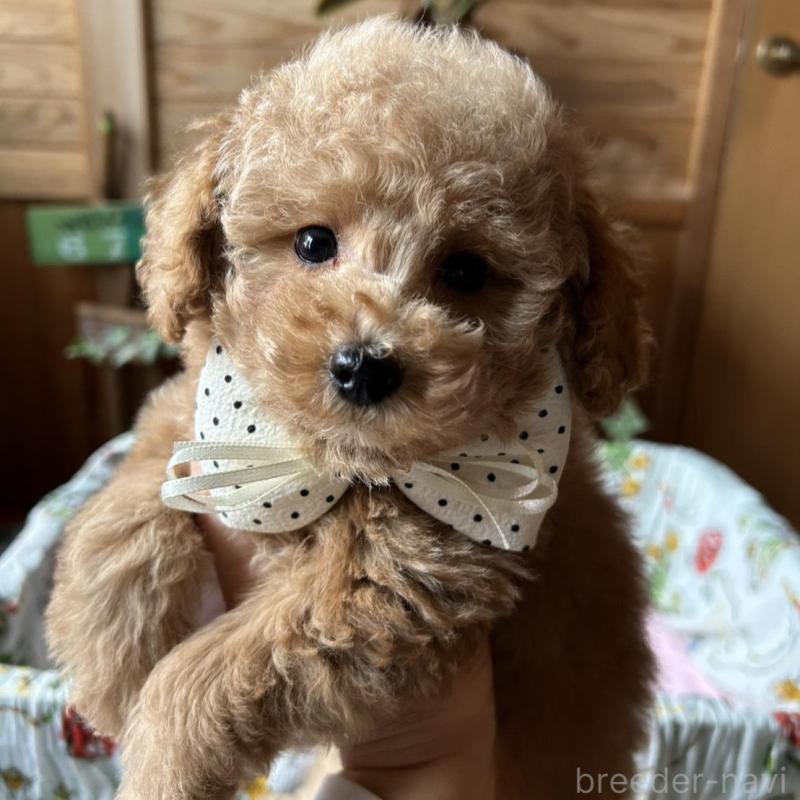 販売中の鹿児島県のトイプードル-426109の1枚目