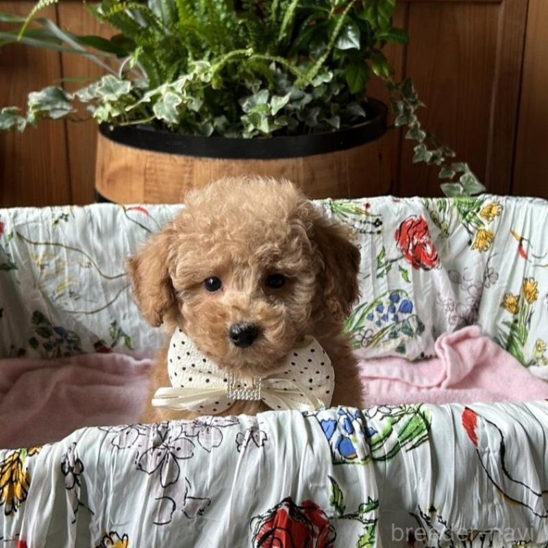 販売中の鹿児島県のトイプードル-426109の2枚目