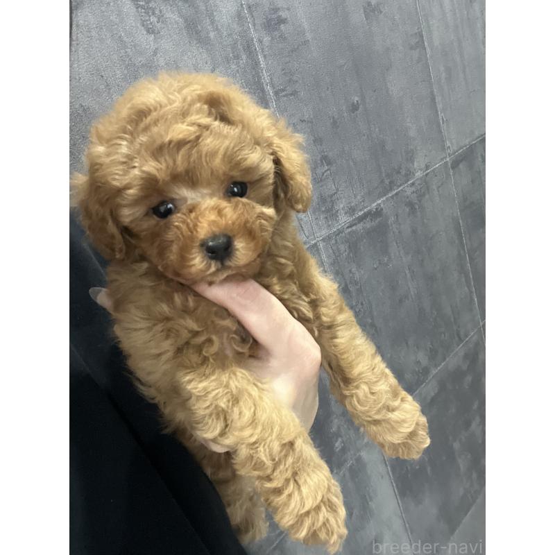 販売中の三重県のタイニープードル-416503の5枚目