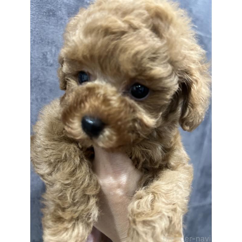 販売中の三重県のタイニープードル-416503の4枚目