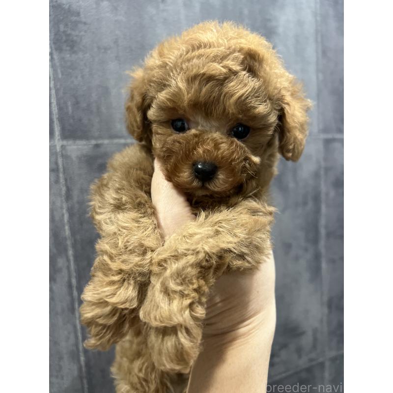 販売中の三重県のタイニープードル-416503の3枚目