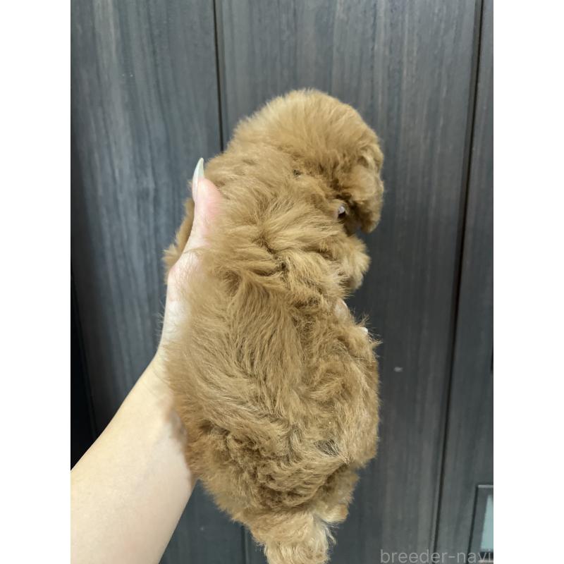 販売中の三重県のタイニープードル-416503の2枚目