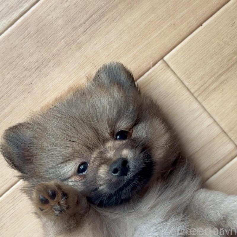 販売中の広島県のポメラニアン-426112の5枚目