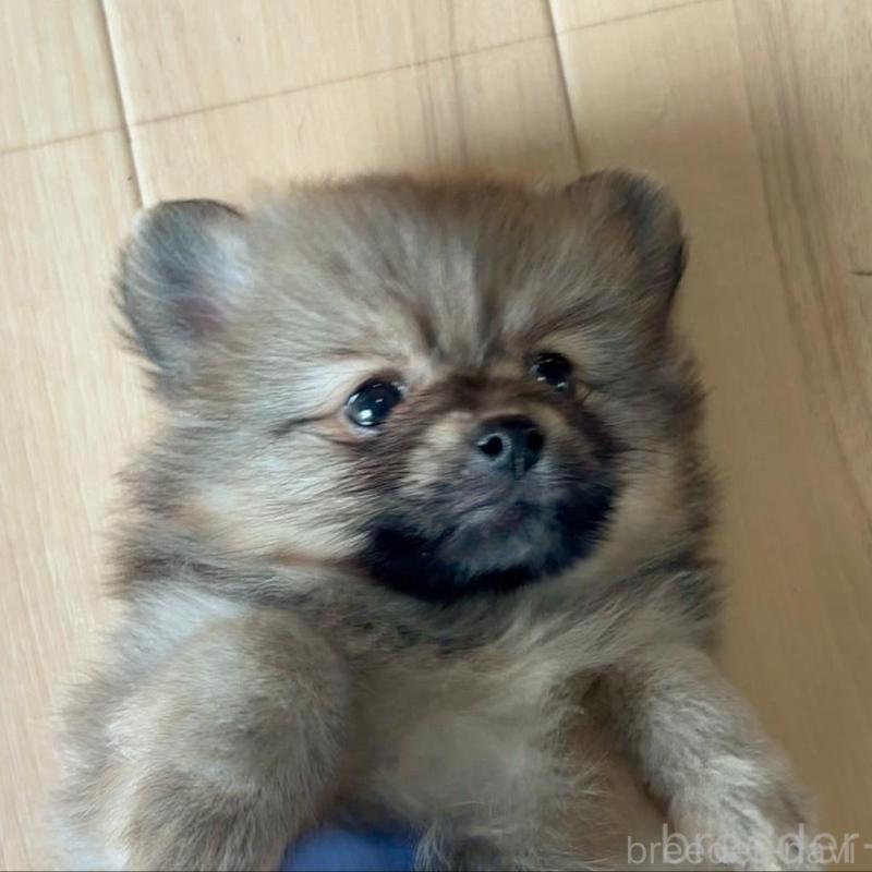 販売中の広島県のポメラニアン-426112の4枚目