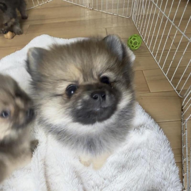 販売中の広島県のポメラニアン-426112の3枚目