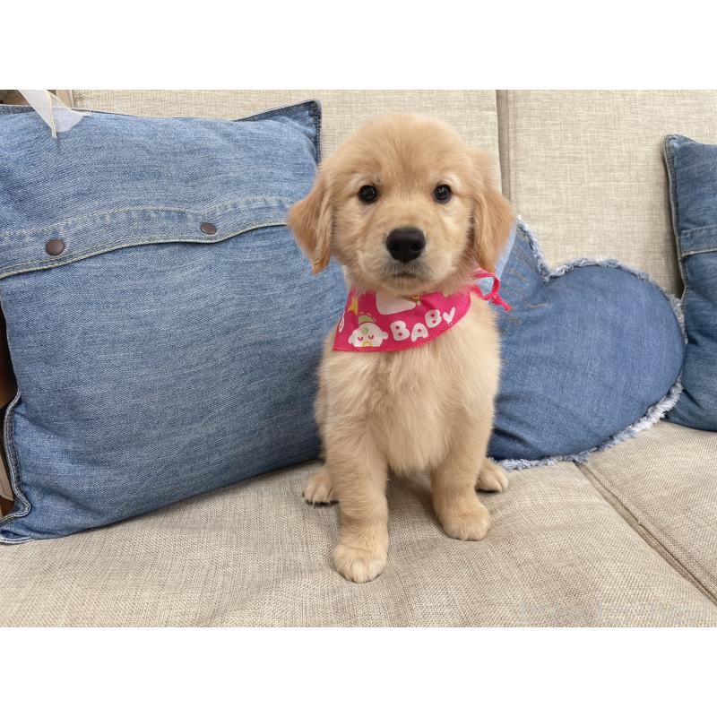 成約済の大阪府のゴールデンレトリーバー-426113の5枚目