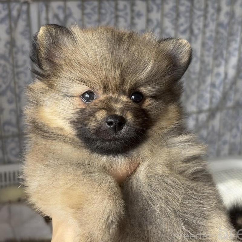 販売中の広島県のポメラニアン-426112の2枚目