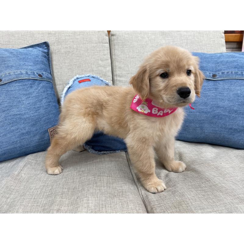 成約済の大阪府のゴールデンレトリーバー-426113の4枚目