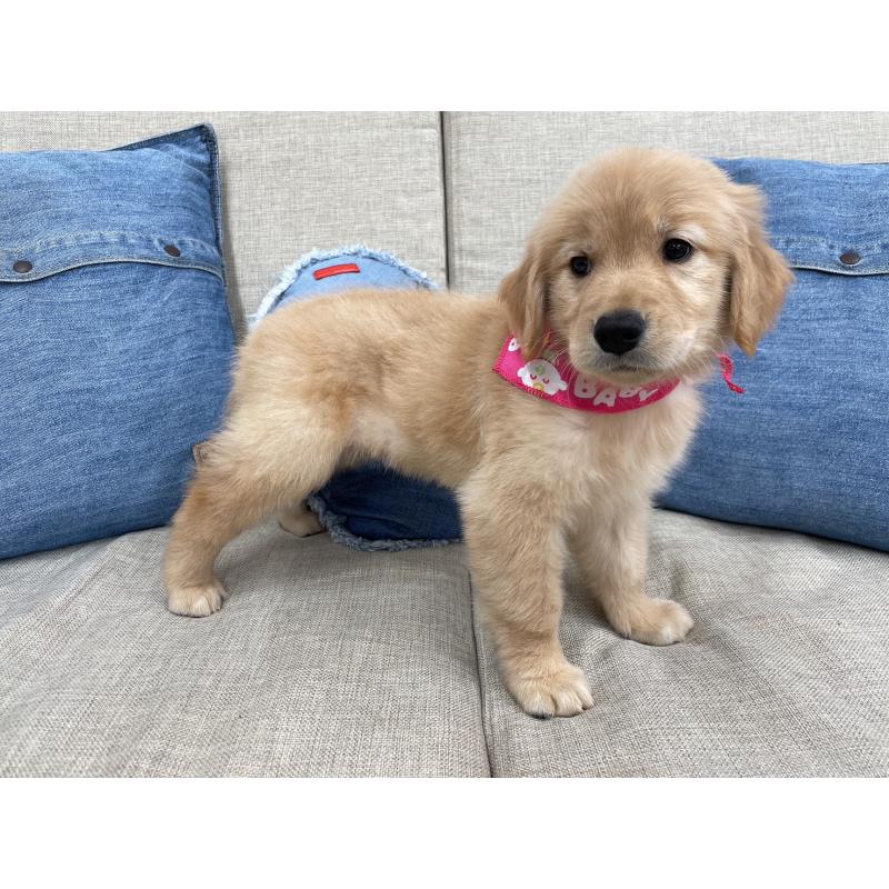 成約済の大阪府のゴールデンレトリーバー-426113の3枚目