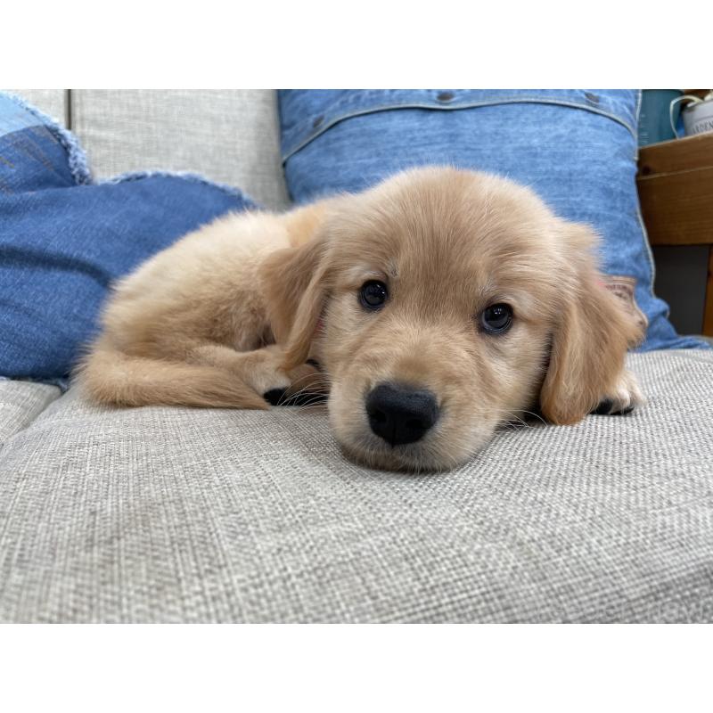 成約済の大阪府のゴールデンレトリーバー-426113の2枚目