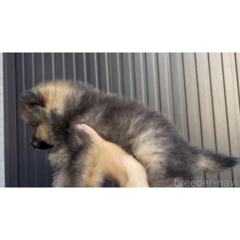 販売中の広島県のポメラニアン-426114の12枚目