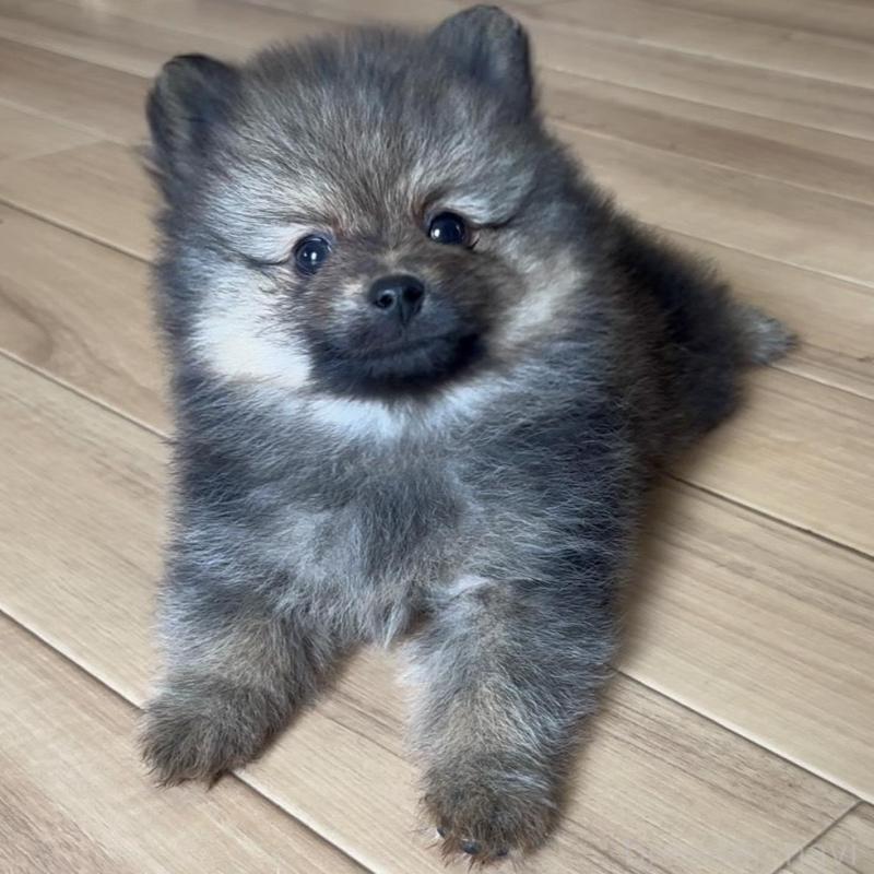 販売中の広島県のポメラニアン-426114の11枚目