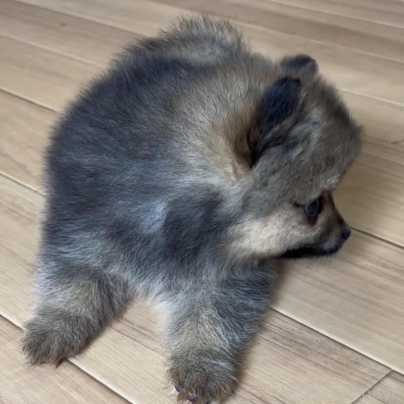 販売中の広島県のポメラニアン-426114の10枚目