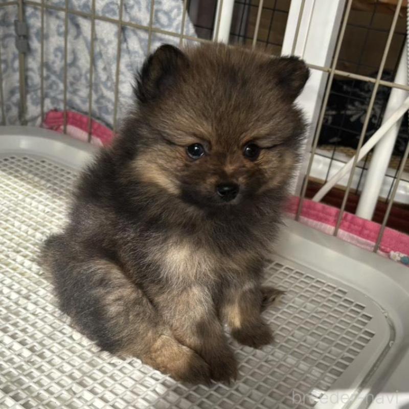販売中の広島県のポメラニアン-426114の9枚目