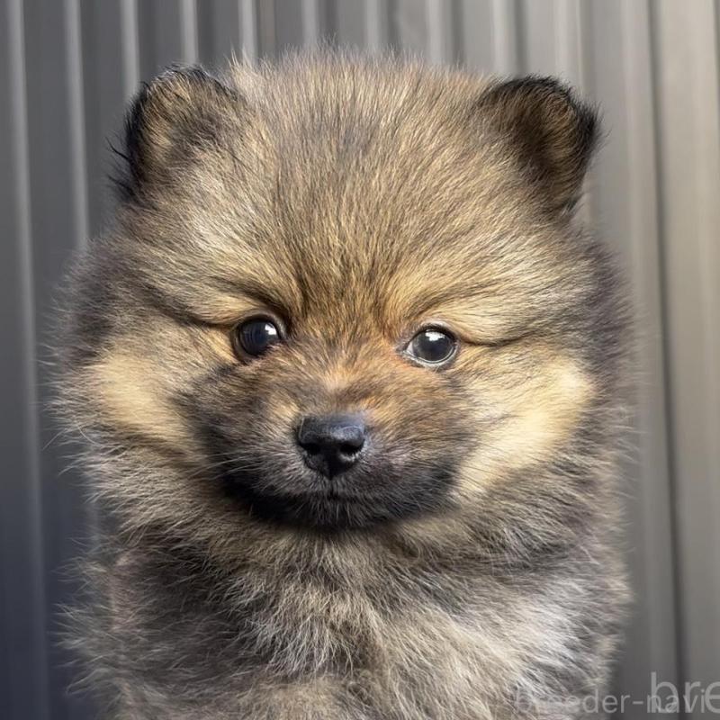 販売中の広島県のポメラニアン-426114