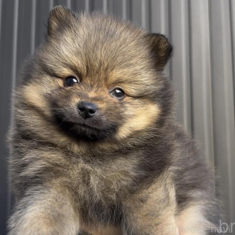 販売中の広島県のポメラニアン-426114の8枚目