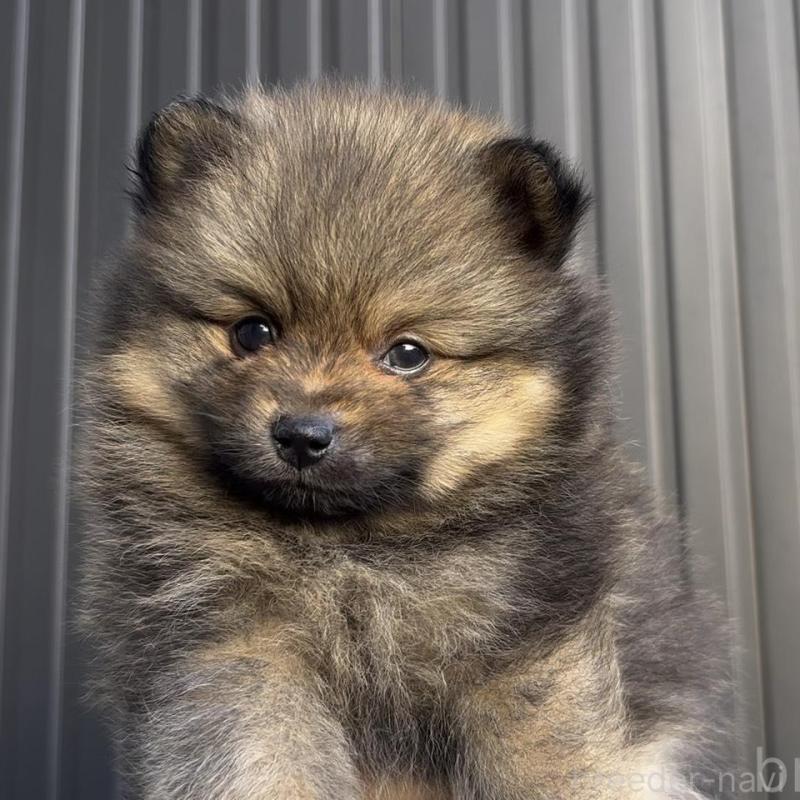 販売中の広島県のポメラニアン-426114の7枚目