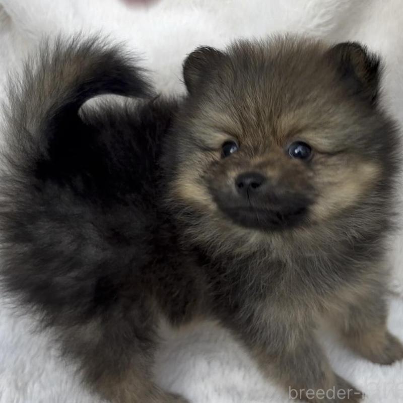 販売中の広島県のポメラニアン-426114の6枚目