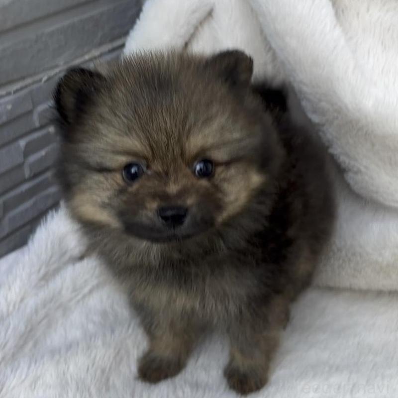 販売中の広島県のポメラニアン-426114の5枚目