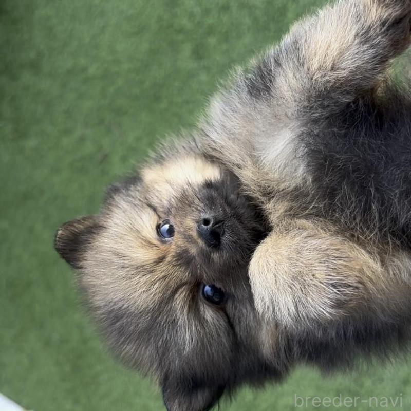 販売中の広島県のポメラニアン-426114の4枚目