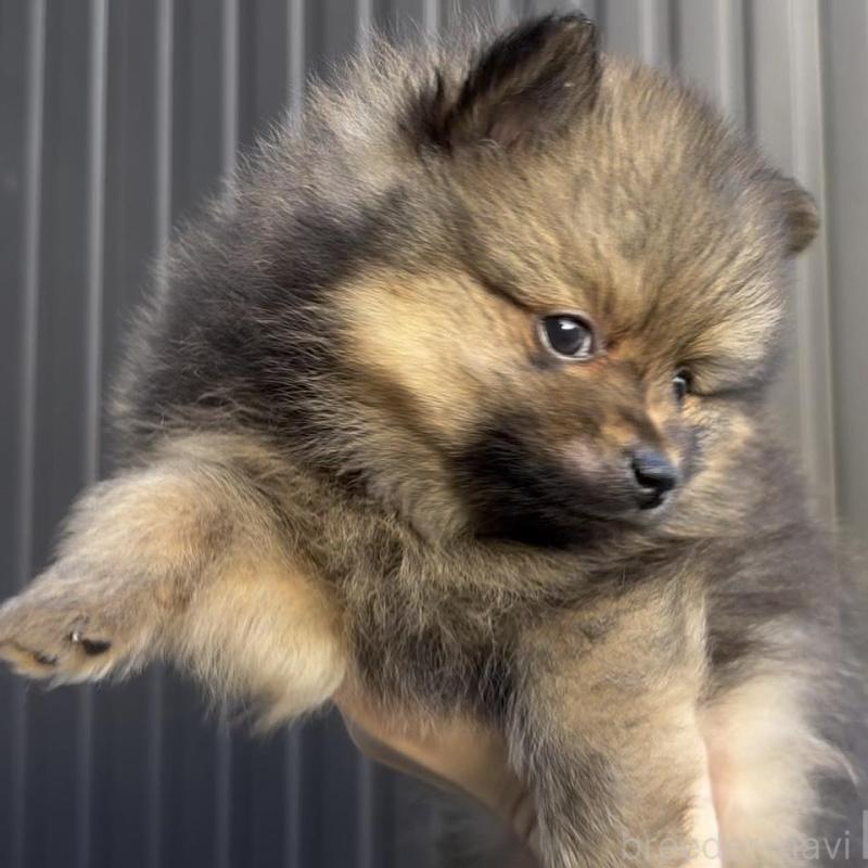 販売中の広島県のポメラニアン-426114の3枚目