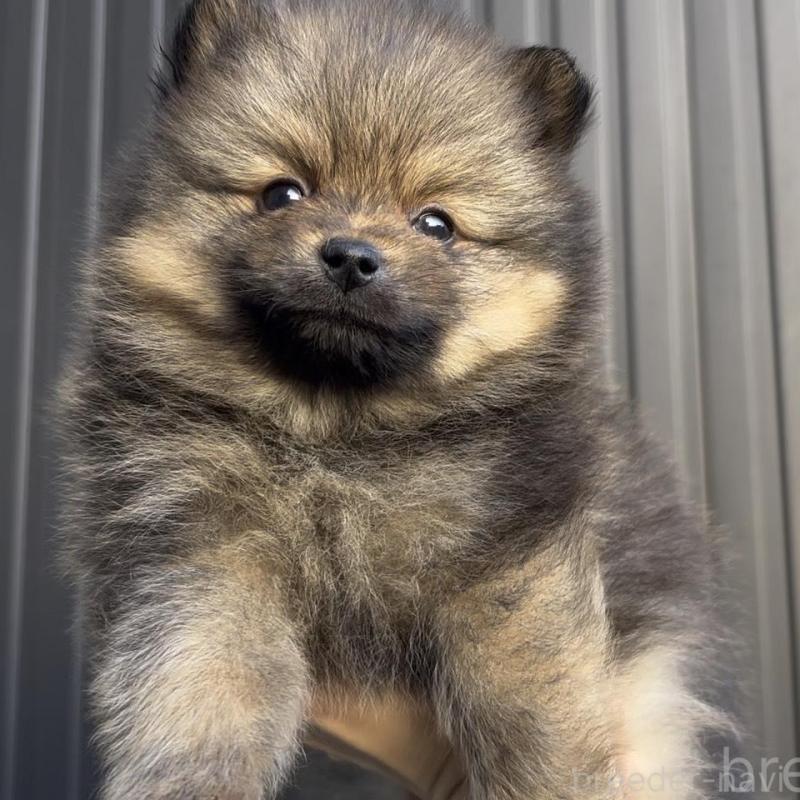 販売中の広島県のポメラニアン-426114の2枚目