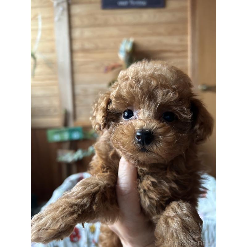 販売中の鹿児島県のタイニープードル-426115