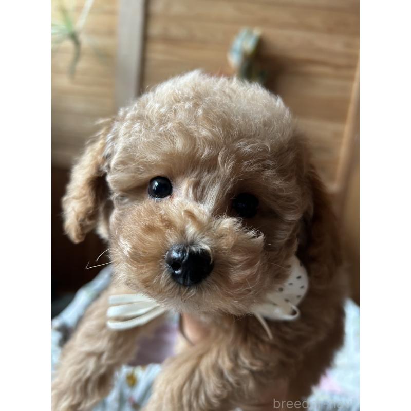 販売中の鹿児島県のタイニープードル-426115の7枚目