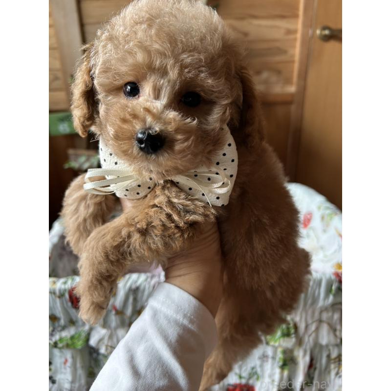 販売中の鹿児島県のタイニープードル-426115の6枚目