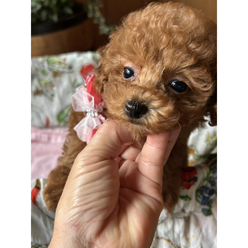 販売中の鹿児島県のタイニープードル-426115の5枚目