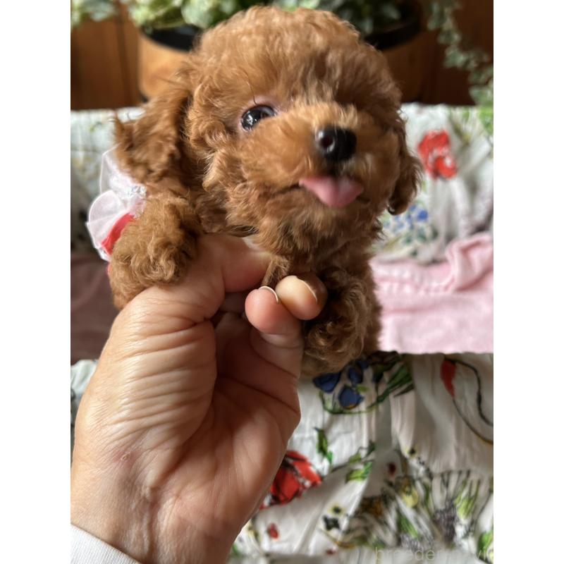 販売中の鹿児島県のタイニープードル-426115の4枚目