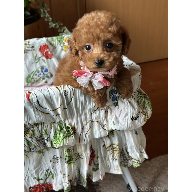 販売中の鹿児島県のタイニープードル-426115の3枚目